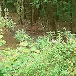Oda ve Kahvaltı La De L'oiseau 3*