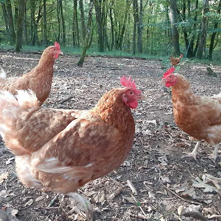 La De L'oiseau B&B Couze-et-Saint-Front