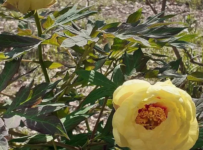 Bed & Breakfast La De L'oiseau Couze-et-Saint-Front