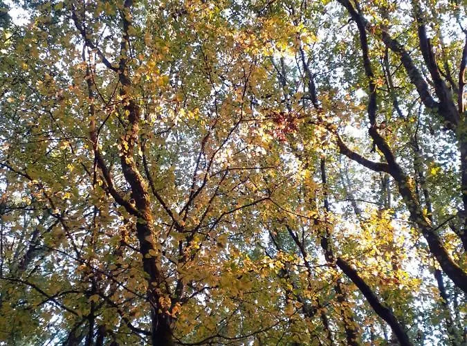 La De L'oiseau فندق مبيت وإفطار Couze-et-Saint-Front