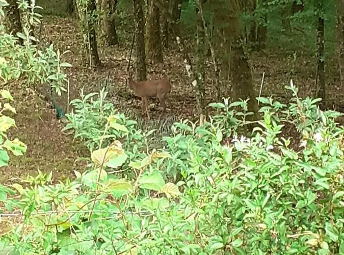 Bed & Breakfast La De L'oiseau 3*