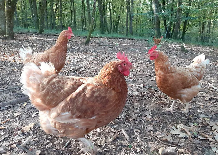 La De L'oiseau فندق مبيت وإفطار Couze-et-Saint-Front
